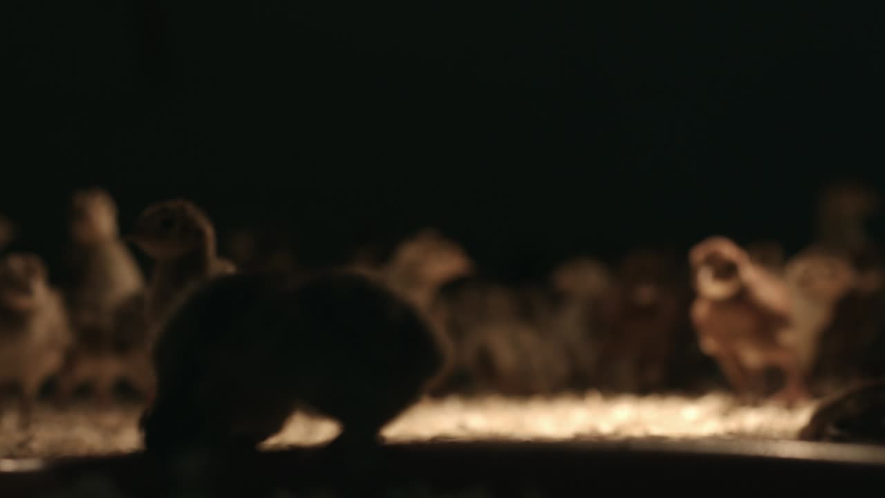 인큐베이터에서 달 ⁇ 에서 발아한 새끼  ⁇ .  ⁇  농장에서 발아된 새끼  ⁇