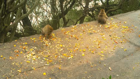 los monos salvajes locales en la cima de la roca de gibraltar, vista en lapso de tiempo