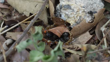 Ein-Zeitlupen-Makrovideo-Von-Stachellosen-Bienen,-Die-In-Ihr-Wachseingangsrohr-Hinein--Und-Herausgehen,-Während-Sie-Es-So-Bauen,-Dass-Es-Zu-Ihrem-Bienenvolk-Im-Boden-Führt