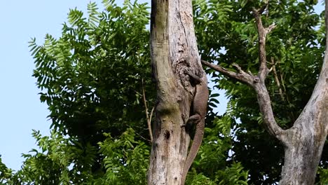 El-Lagarto-Monitor-Nublado-Se-Encuentra-En-Tailandia-Y-Otros-Países-De-Asia