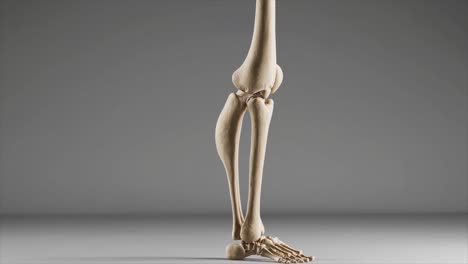 CGI 3D render of leg bones, focusing on the human knee joint, pain points, and the skeleton’s foot bones, illustrating anatomy and joint health.
