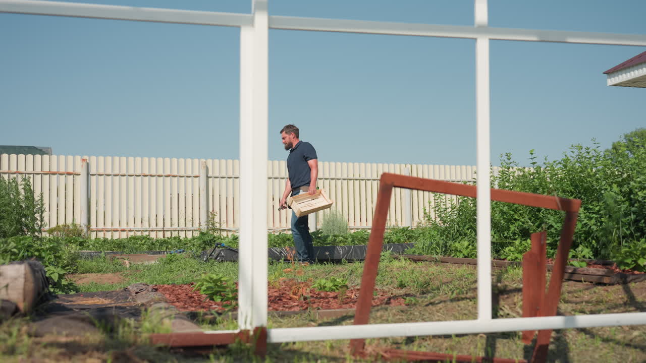side view of farmer walking with wooden crate near green crop rows through white frame on sunny day turning around to look back while carrying tools and surveying field progress