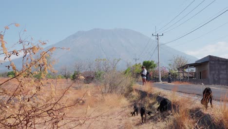 under hot desert conditions, young female videographer, goats grazing