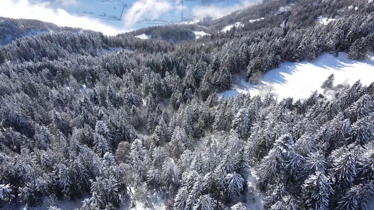 Picturesque alpine landscape with coniferous forest growing on snowy mountain slope