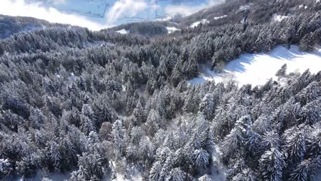 Malerische-Alpenlandschaft-Mit-Nadelwäldern,-Die-Am-Schneebedeckten-Berghang-Wachsen