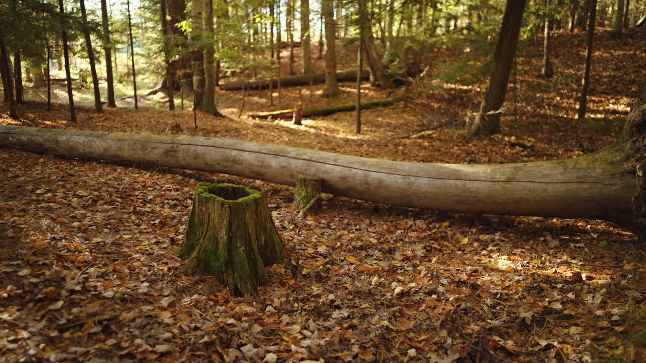 Slow motion hand held shot looking at moss growing on a tree stump in the dense huron national forest