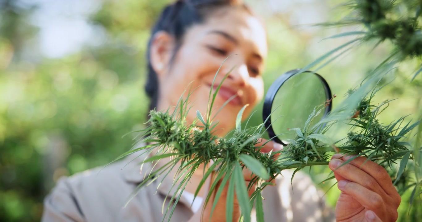 Botanica al Lavoro Esamina una Pianta di Cannabis con Lente d'Ingrandimento