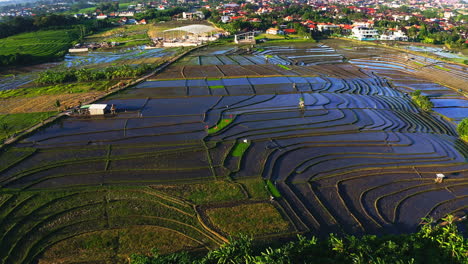 Flooded-rice-paddy-field-in-plantation-near-village-in-Bali,-Indonesia