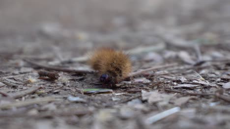 caterpillar crawling close up shot, 4k footage