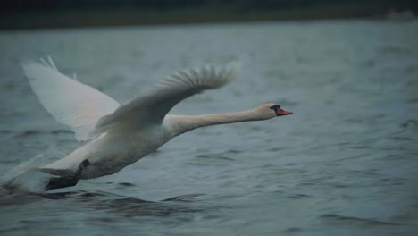 Impresionante-Escena-De-Vida-Silvestre-De-Cisne-Blanco-Mudo-Despegando-Del-Agua-Para-Volar-En-El-Lago,-Parque,-Atardecer