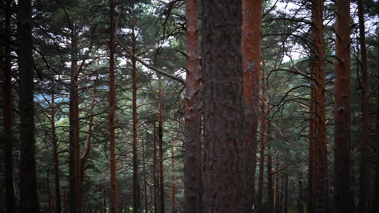 Un'inquadratura di tronchi e pini silvestri in una foresta