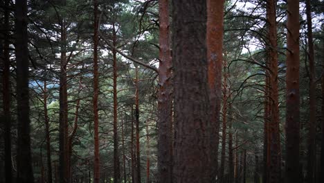 A-shot-of-trunks-and-scot-pines-in-a-forest