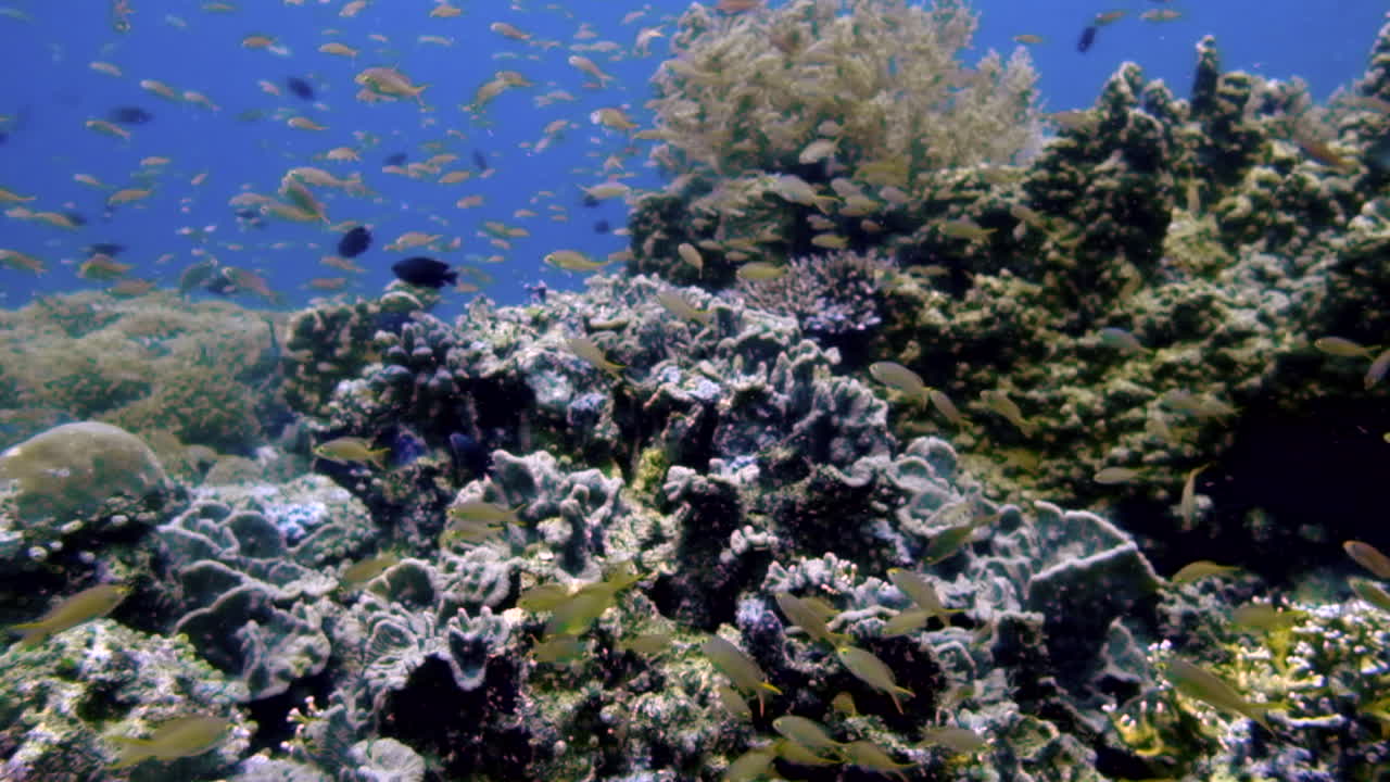 un vibrante arrecife de coral con peces de colores