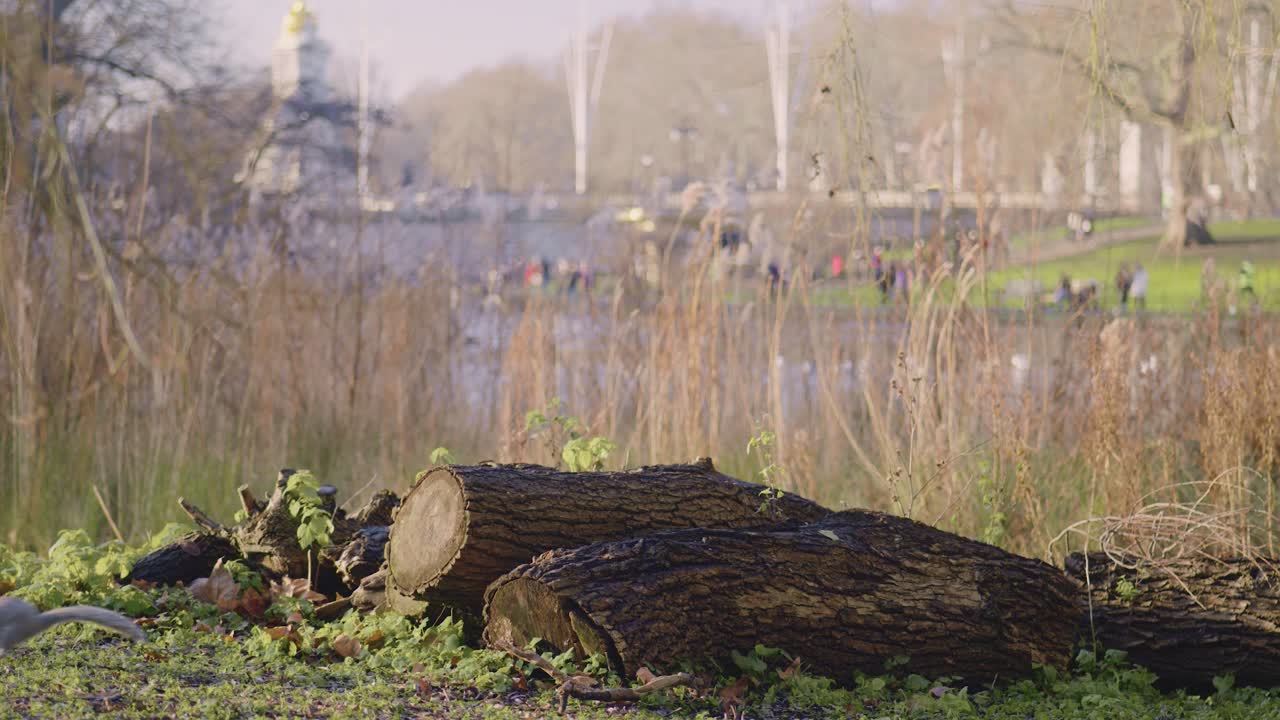 A lone squirrel sits peacefully on a branch in busy London park in winter