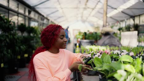 a young african american woman inspecting plants on the rack in the greenhouse