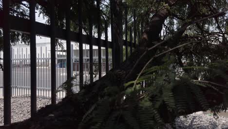 A-view-from-a-tree-branch-to-the-sidewalk-of-and-industrial-park