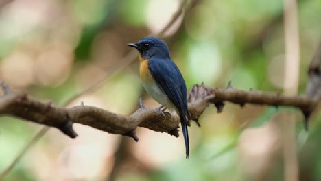 seen from its side looking deep into the forest while perched on a vine, indochinese blue flycatcher cyornis sumatrensis male, thailand