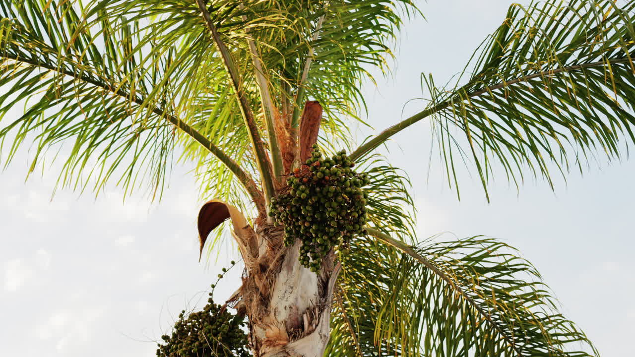 Close up of a palm tree on the beach with the blue sky on the background