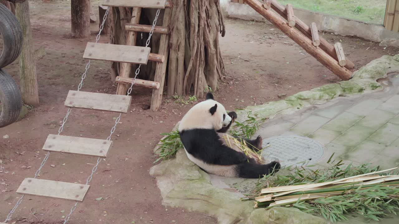 Statický střední záběr obří pandy ležící na boku, jedící zelené bambusové stonky na zemi ve výběhu zoo s kmenem stromu, dřevěným žebříkem a pneumatikami.