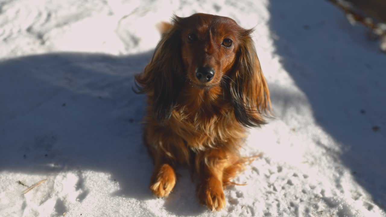A brown long-haired dachshund lies in the snow, gazing into the camera. A gentle breeze blows, making its fur sway gracefully, adding to the dog's flawless and adorable look.