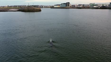 bottlenose dolphin surfaces and splashes its tail in the waters of galway bay, near the city