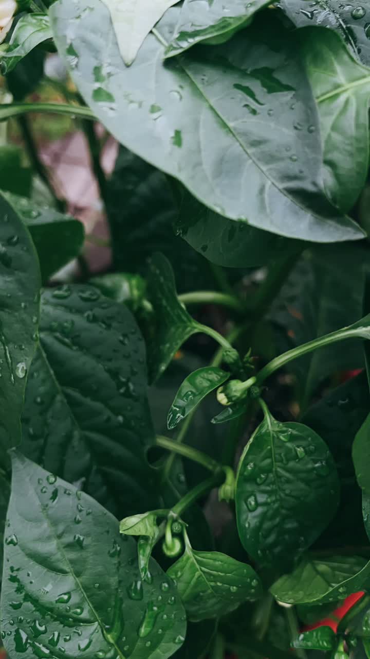 primer plano de una planta de pimienta con gotas de agua