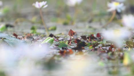 polluelos de jacana de cola de faisán alimentándose en el estanque de lirios de agua