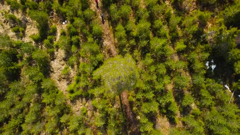 top down aerial drone footage following and flying above two hikers that walk in a sunny swedish green pine forest on a rural muddy road or pathway into the distance. yellow grass and dirt visible.