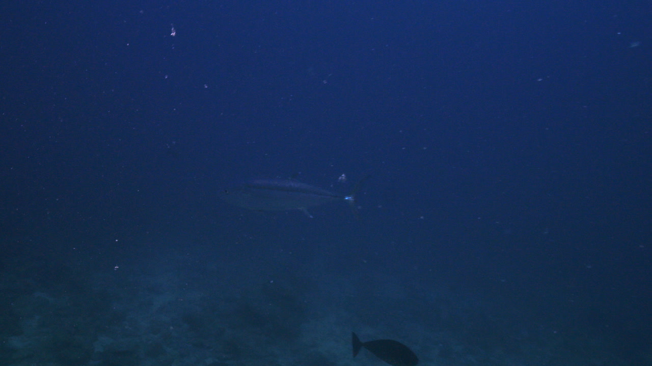 깊은 파란 바다에서 카메라 근처에서 호기심 많은 수영을 하는 개 이빨 어리