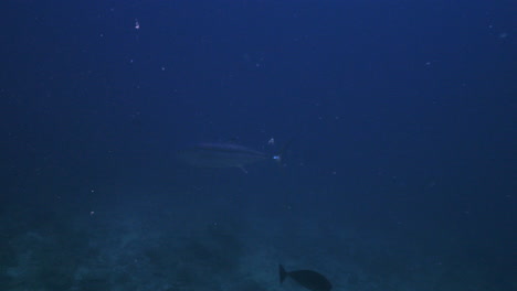 a dogtooth tuna does an inquisitive swim-by close to the camera in the deep blue ocean