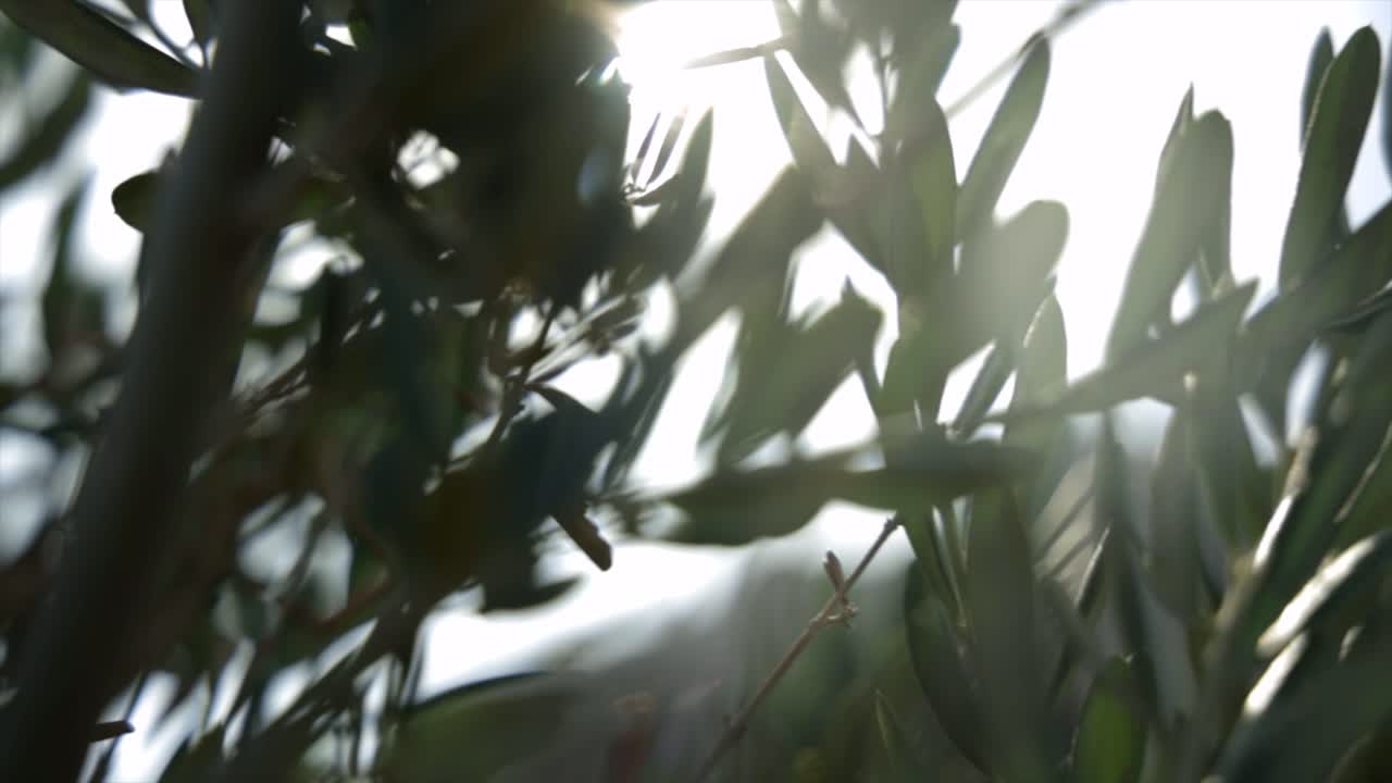 아름다운 자연 식물 지방 이파리 잎 녹색 정원 사치 호화로운 여름 봄 동물 상