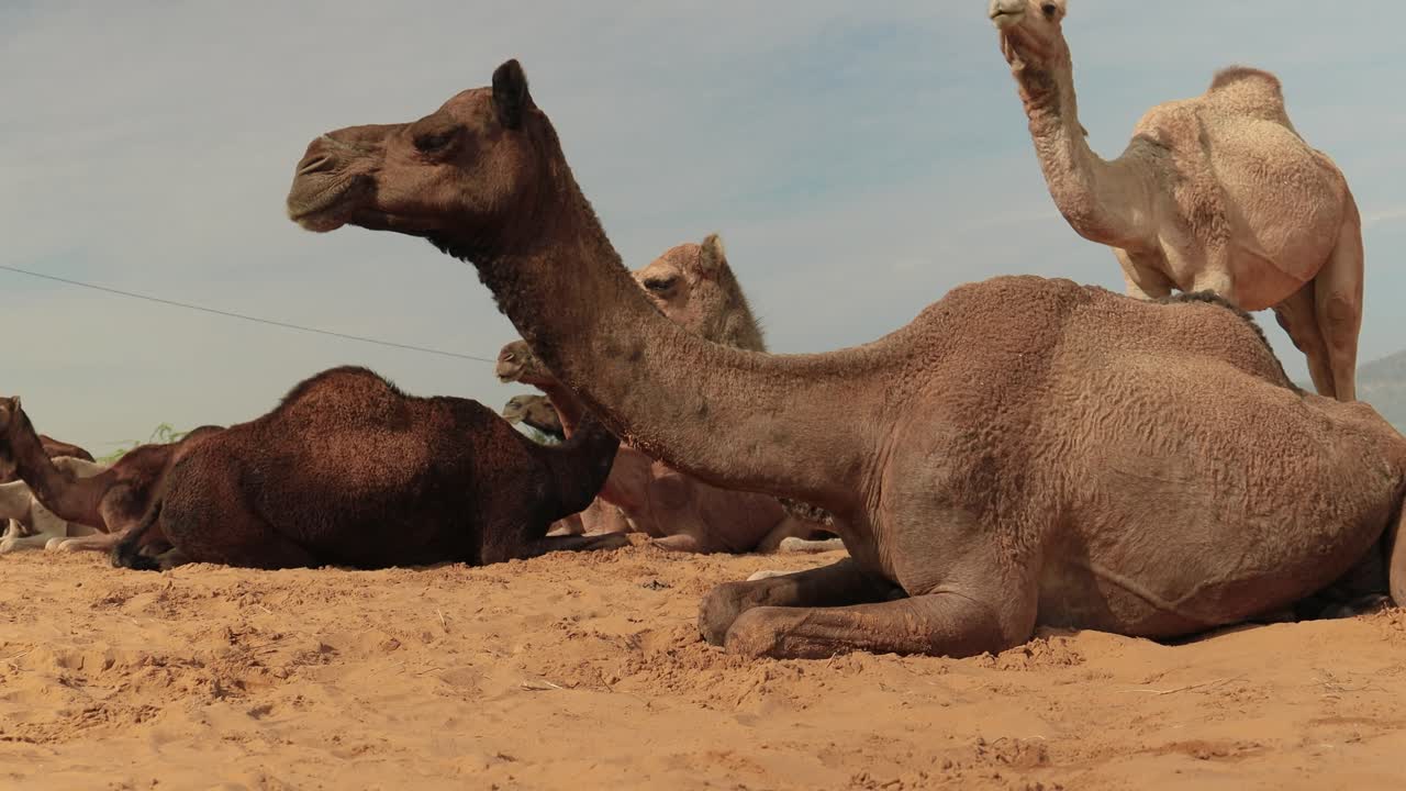 camellos en la feria de pushkar, también llamada feria de camellos de pushkar o localmente como kartik mela es una feria anual de varios días de ganado y cultural que se celebra en la ciudad de pushkar, rajasthan, india.