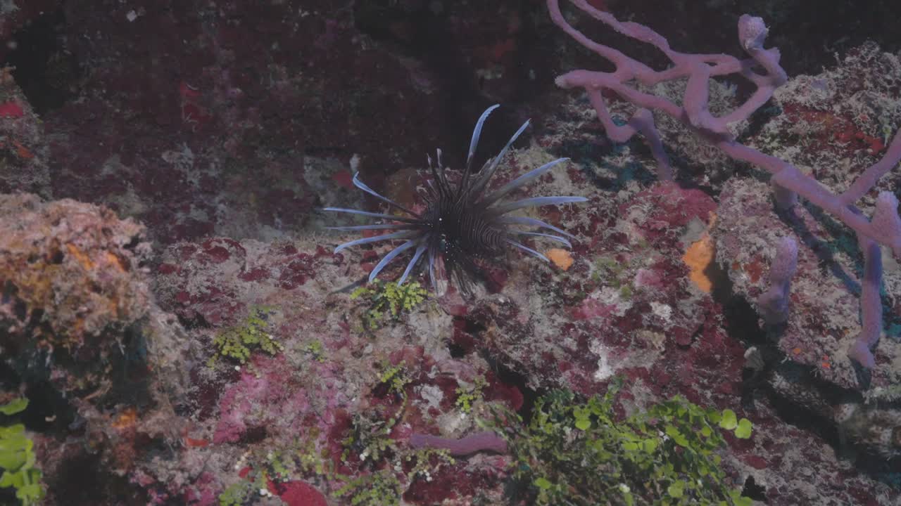 Lionfish Gliding Over Coral Reef — Venomous Tropical Predator Displaying Striking Colors and Graceful Movement in Scenic Underwater Habitat — Filmed in Stunning 4K 60 FPS for Stock Footage