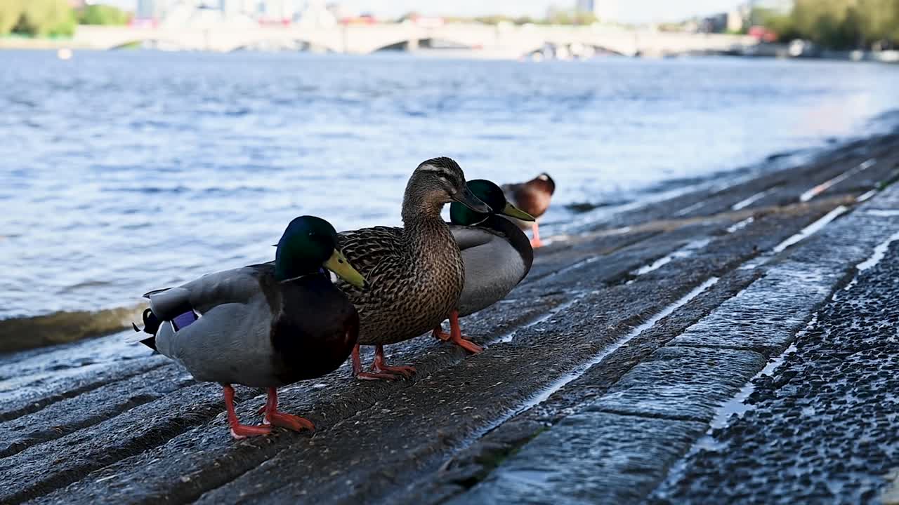 Group of Mallard Ducks within Putney, London, United Kingdom