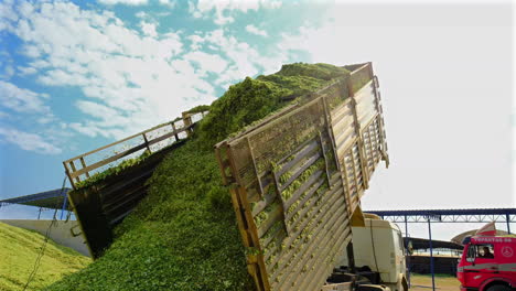 ingredients are dumped by trucks for silage slow motion