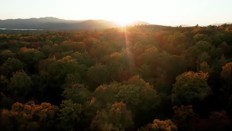 aerial over tree line flying straight into sun, beautiful foliage and lens flare