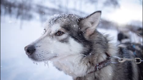 dog with snowflakes falling