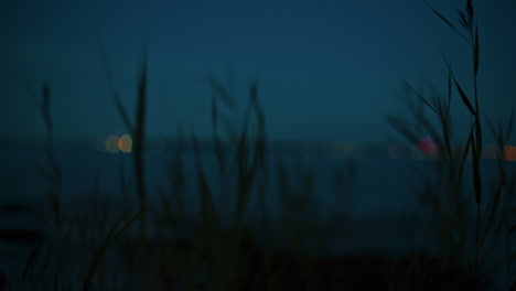 blurry seascape at night: long grass on shoreline in foreground, bokeh lights in background
