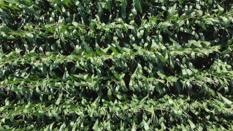 top down view of green leaves of corn plants, static shot