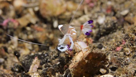 Kleine-Bunte-Anemonengarnelen-Tanzen-Unter-Wasser