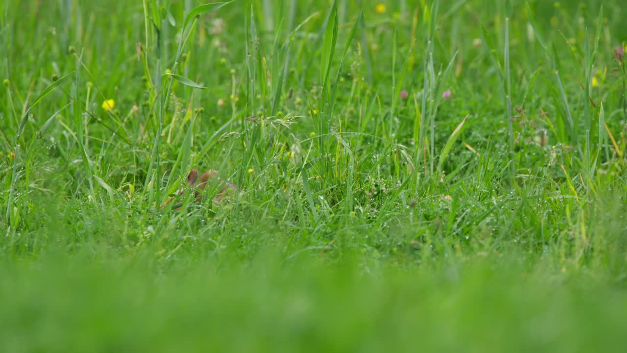 Criceto europeo cerca freneticamente cibo nell'erba alta, con le guance che si muovono