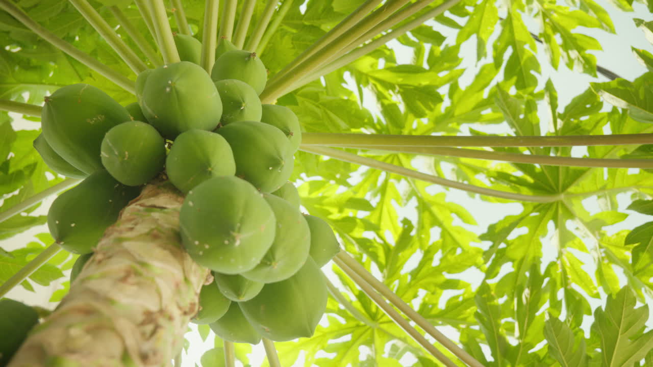 Close-up of a papaya tree with its vibrant green leaves set against a blue midday sky, partially revealing the tree's fruits