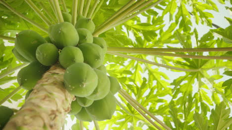 primer plano de un árbol de papaya con sus hojas verdes vibrantes contra un cielo azul de mediodía, revelando parcialmente los frutos del árbol