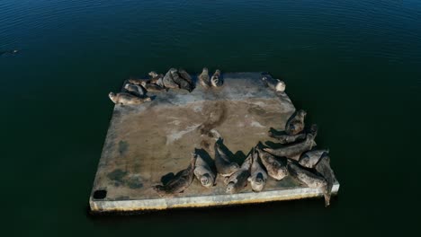 Seals-sunning-in-the-bay-on-a-cloudy-day-near-the-urban-city