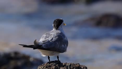 a solitary tern stands on a rock, observing its surroundings before taking flight over the coastal waters.