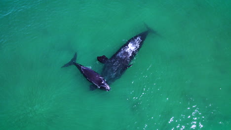 Right-whale-calf-stays-protectively-over-its-mom-that's-floating-on-her-back-under-surface