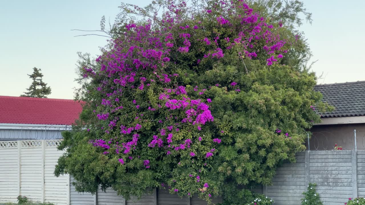 A Bougainville in full bloom on a wall in a suburb of Cape Town.