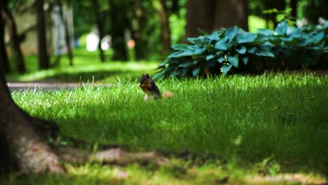 ardilla comiendo nueces en el parque