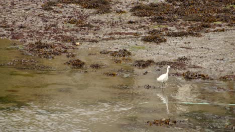 Alimentación-De-Aves-Marinas-Durante-La-Marea-Baja-En-El-Puerto-De-Falmouth