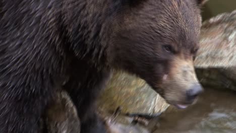 Schwarzbär-Hebt-Seinen-Kopf-Aus-Dem-Fluss,-Nachdem-Er-Wasser-Getrunken-Hat